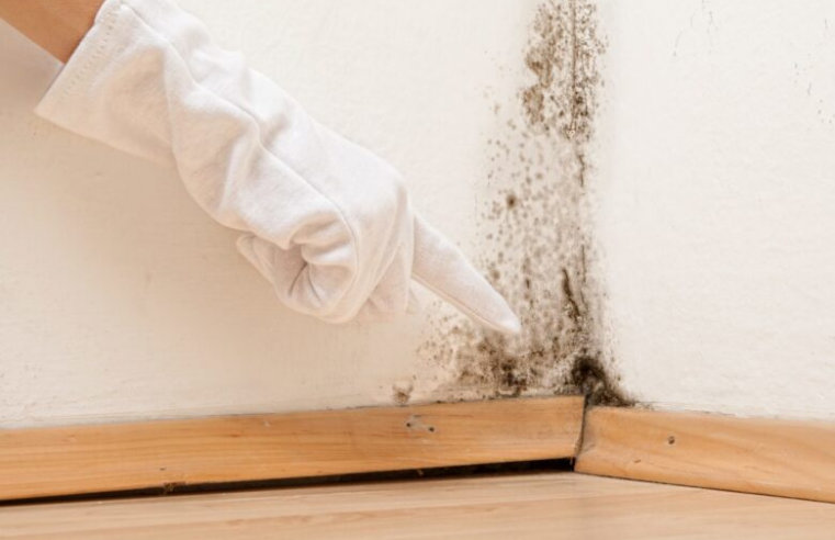 Tips to Keep Your Home Mold-Free While You’re on Vacation