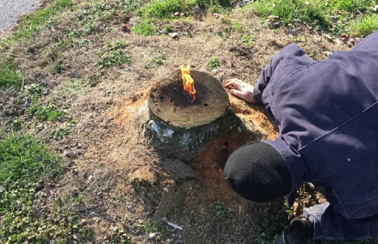 Ways to remove tree stumps? Which is the best for you?