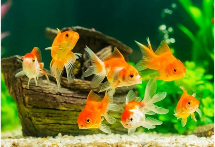 How to Build the Greatest Aquarium Using the Correct Aquarium Supplies and Equipment