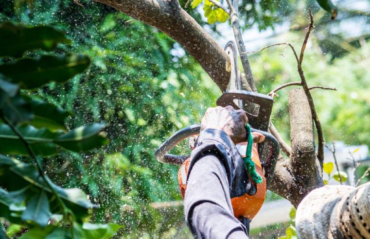 What You Need to Know About Tree Removal