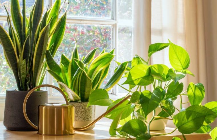 The Best Plants For A Windowsill: An Expert Guide