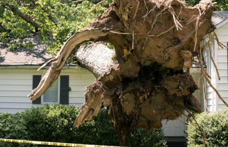 What should I do if a storm has damaged my tree?p