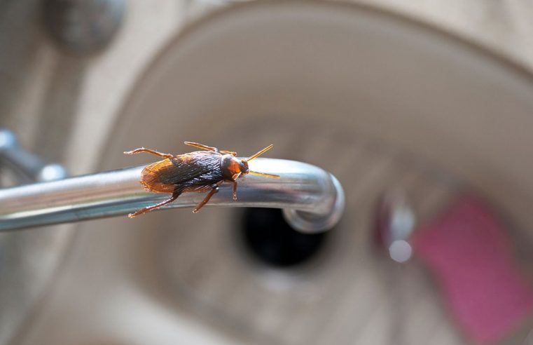 Is Bug and Other Pest Control Necessary for Your Home?