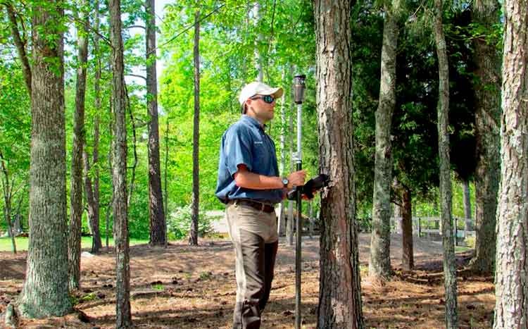 When does a tree survey need to be carried out?