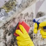 Mold Removal